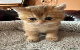 British Shorthair cats for sale: 3 Lovely Golden BSH males - Image 13