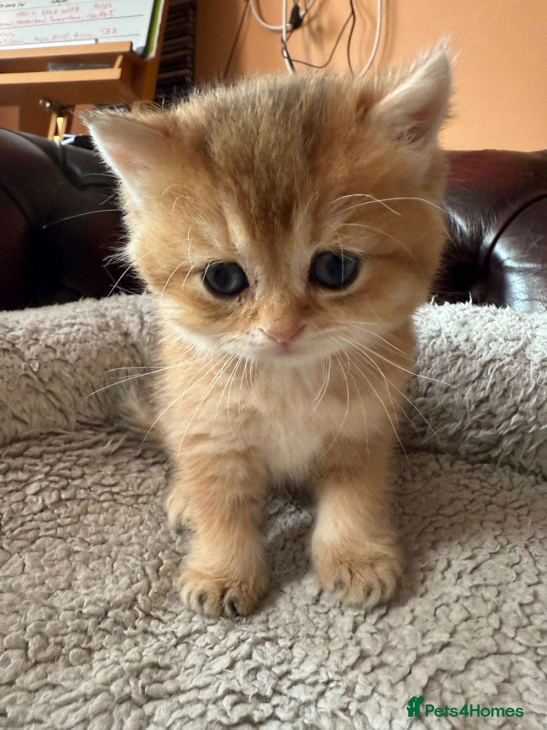 British Shorthair cats for sale: 3 Lovely Golden BSH males - Image 13