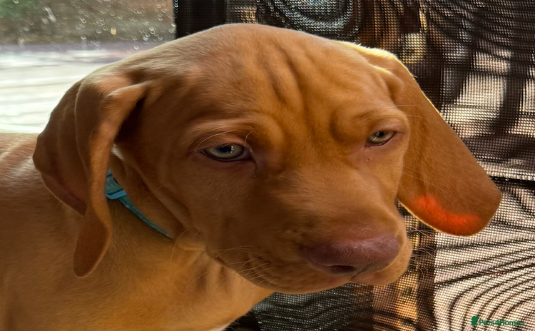 Hungarian Vizsla dogs in Thirsk - Advert 1