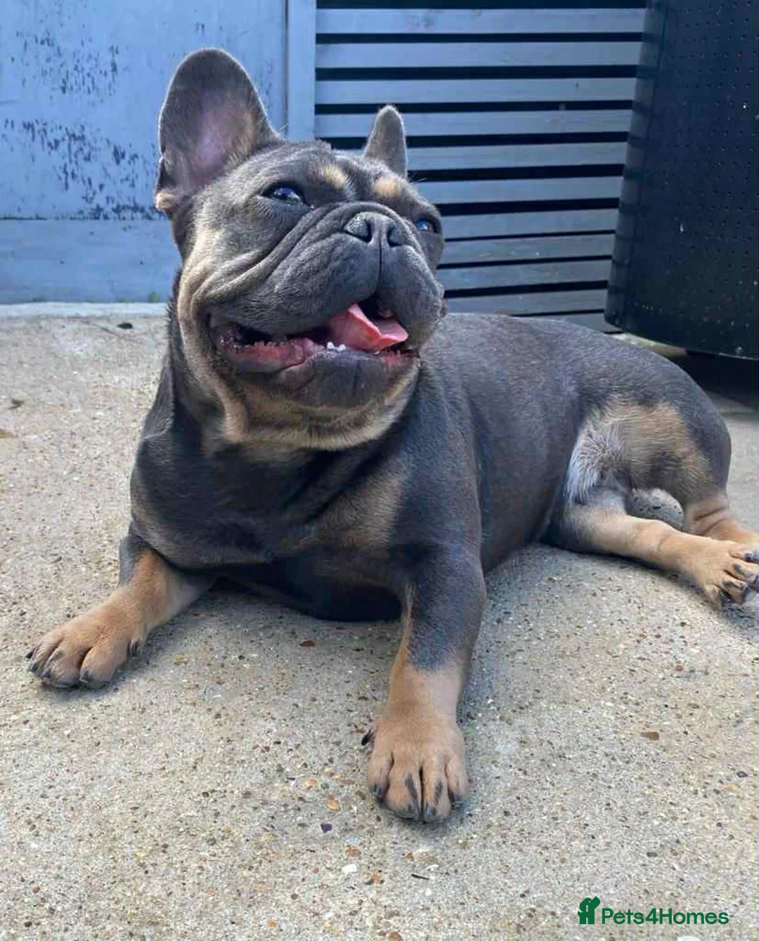 French Bulldog dogs for sale: ✨ Stunning Litter –  **  French Bulldogs ✨   in London - Advert 6