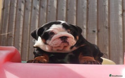 English Bulldog dogs for sale: 2 Gorgeous English Bulldog Pups 🩷 - Image 3