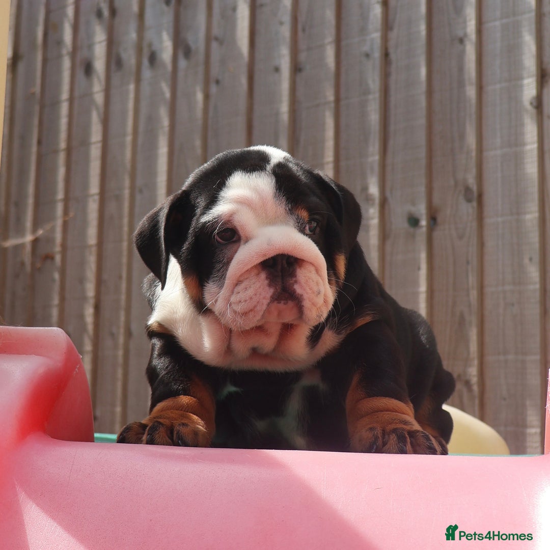English Bulldog dogs for sale: 2 Gorgeous English Bulldog Pups 🩷 - Image 3