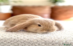 French Lop rabbits for sale: RESERVATIONS OPEN - Beautiful Baby French Lops - Image 5