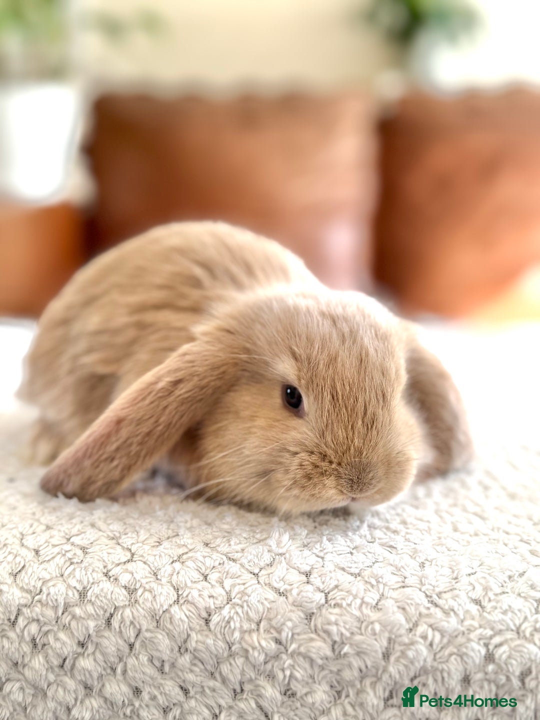 French Lop rabbits for sale: RESERVATIONS OPEN - Beautiful Baby French Lops - Image 5