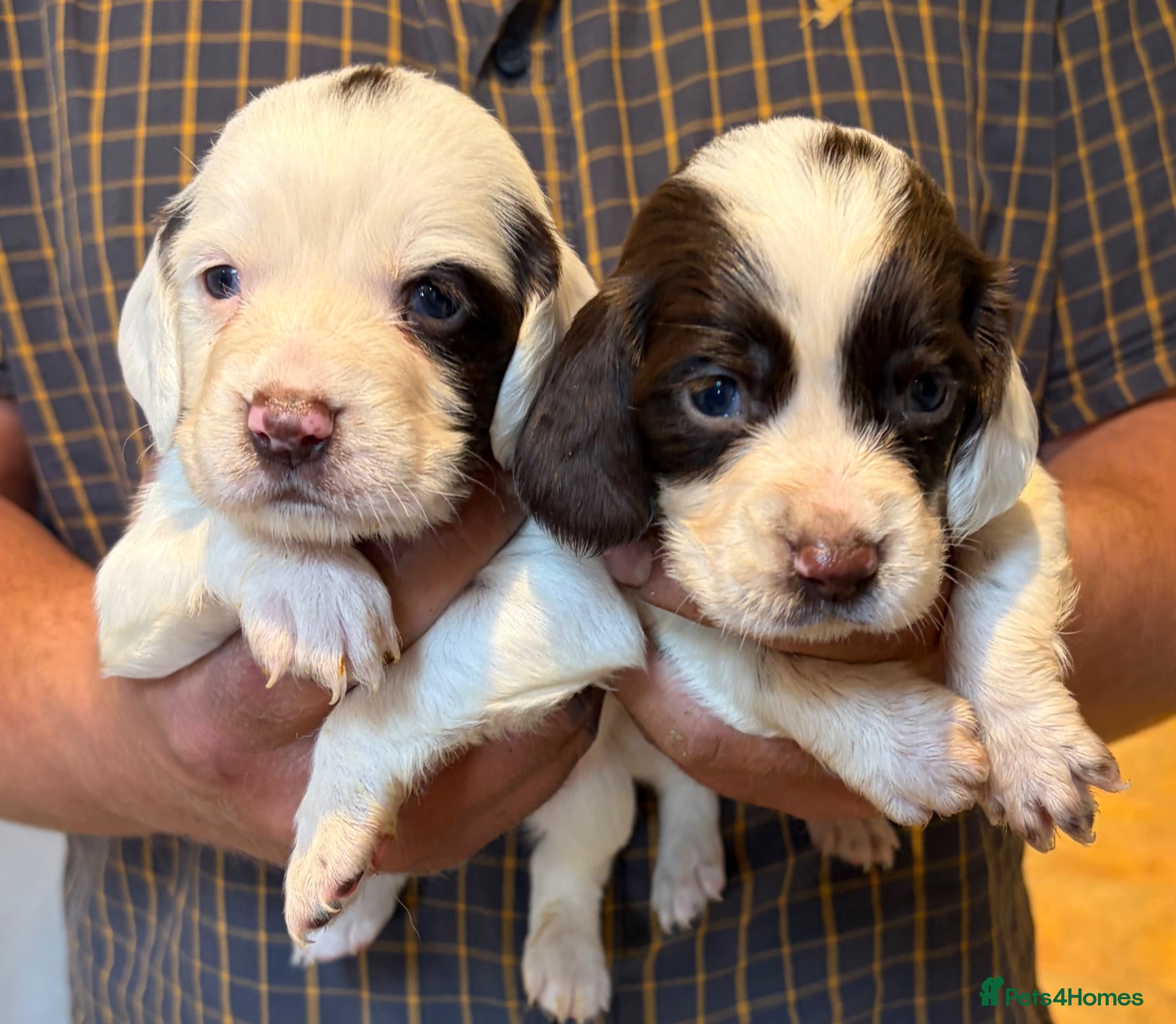 Sprocker dogs Sprocker Spaniel Puppies – Working Bloodlines - Advert 5