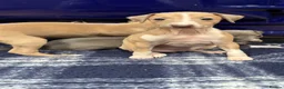 Italian Greyhound dogs for sale: The Most AMAZING colours! - Advert 17
