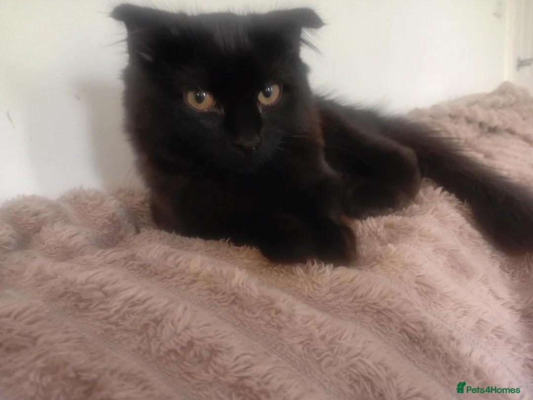 Russian Blue cats for sale: Uniqe russian blue/scottish fold mix - Advert 29