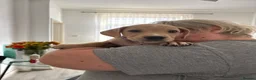 Mixed Breed dogs for sale: Staffie mix breed puppy’s for sale  in Coventry - Advert 12
