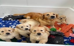 Golden Retriever dogs for sale: Handsome male golden retriever puppies for sale - Image 5