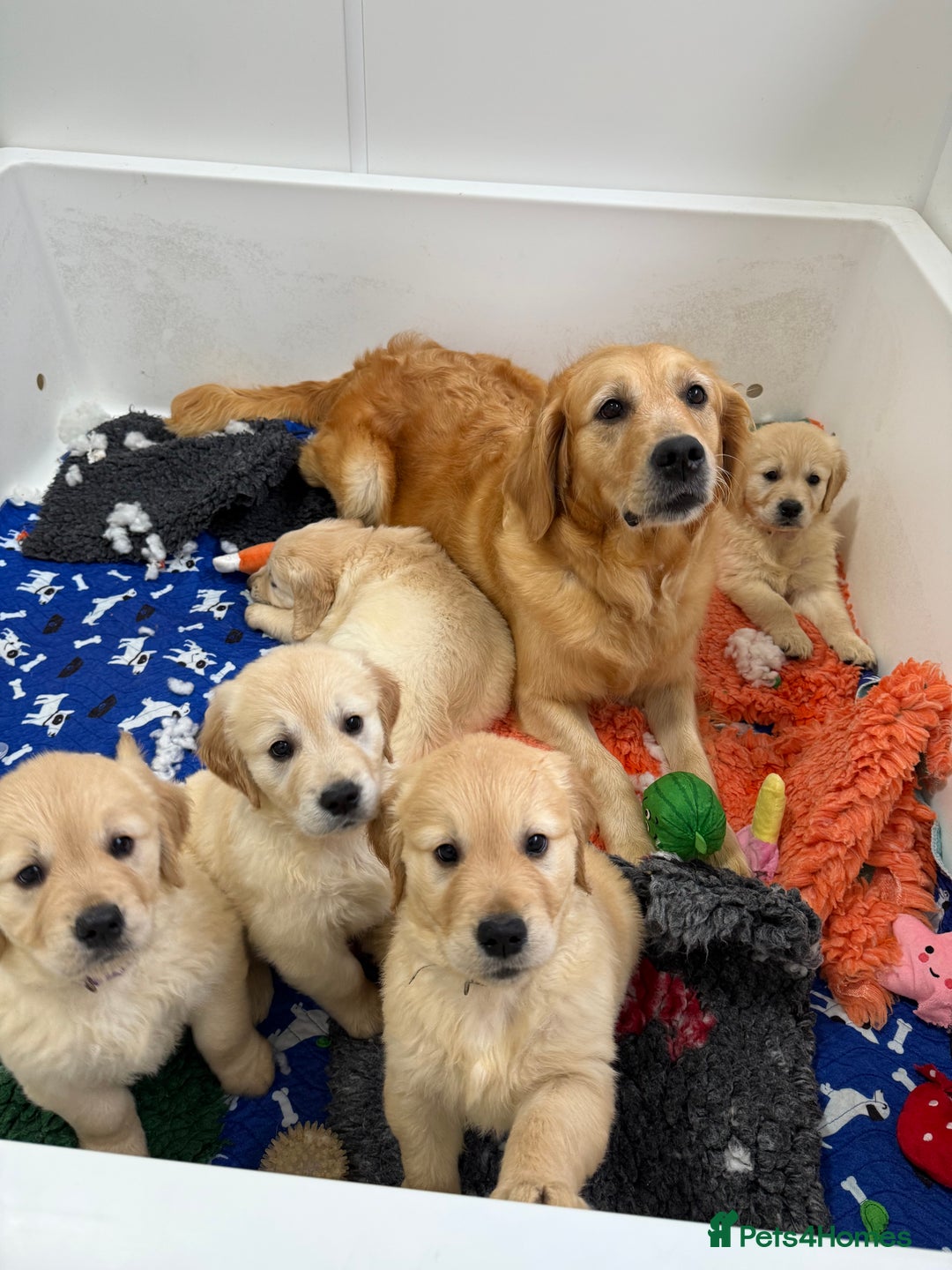 Golden Retriever dogs for sale: Handsome male golden retriever puppies for sale - Image 5