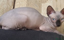 Sphynx cats for sale: Kanadian Sphynx 4 months Last One Girl in Hull - Image 10