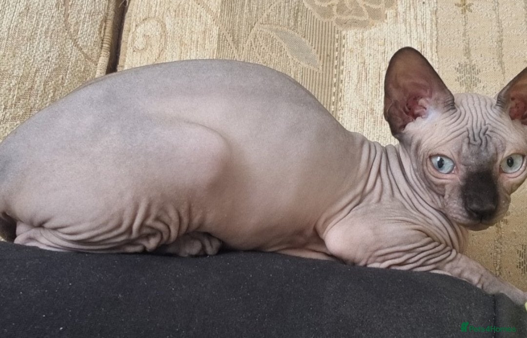 Sphynx cats for sale: Kanadian Sphynx 4 months Last One Girl in Hull - Image 10