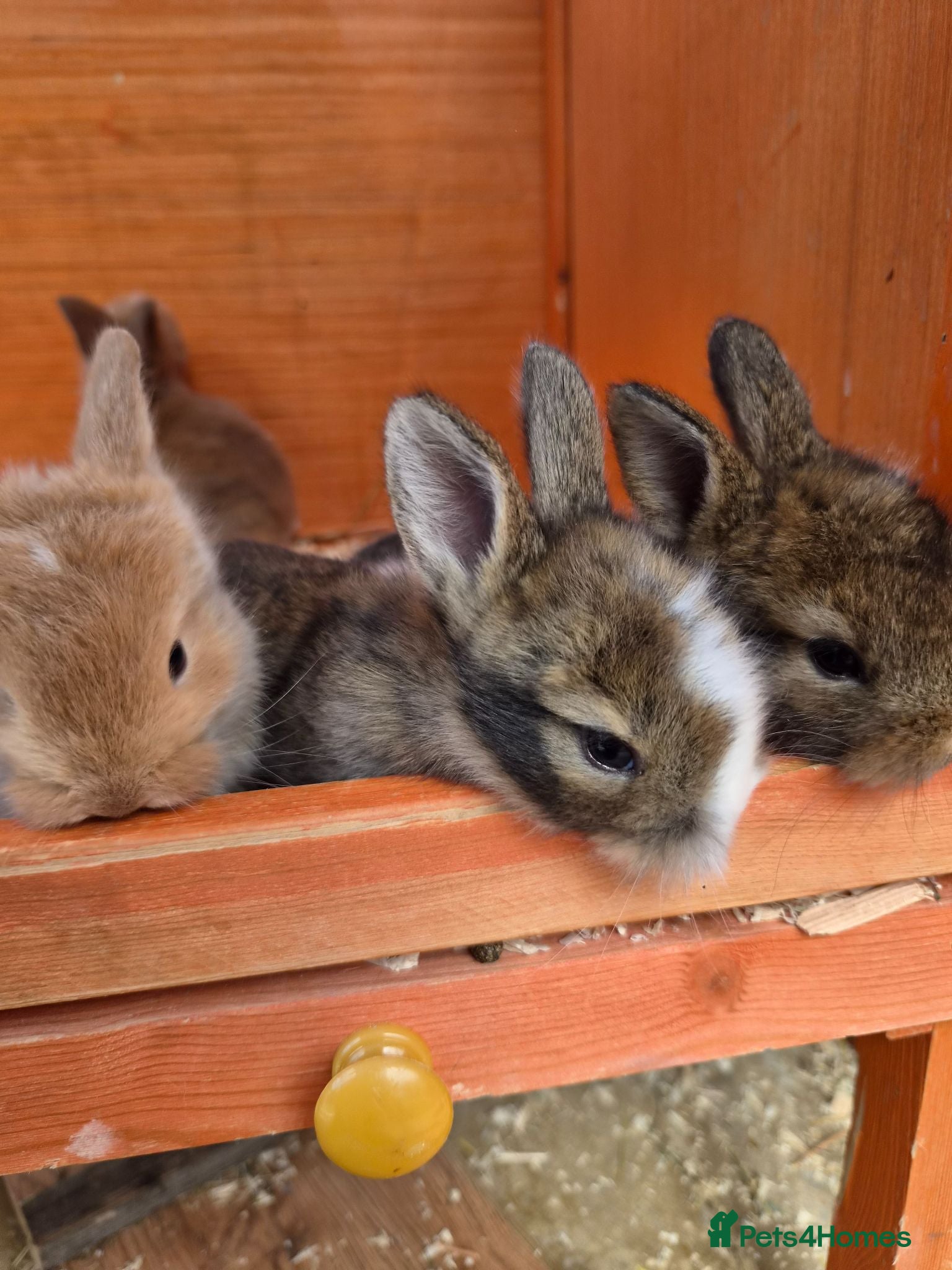 Mini Lion Lop rabbits Beautiful mini lops - Advert 6