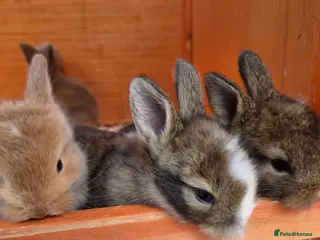 Mini Lion Lop rabbits Beautiful mini lops - Advert 1