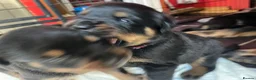 Mixed Breed dogs for sale: Rottweiler x Rottweiler x Akita  - Advert 16