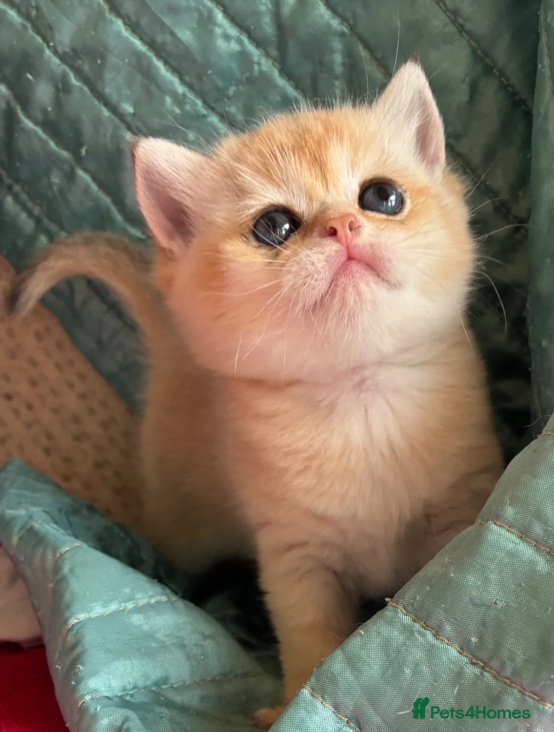 British Shorthair cats for sale: Adorable lilac golden Kittens Seeking Homes 🌟 - Advert 1
