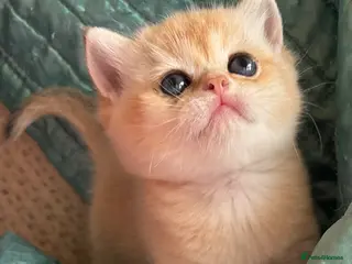 British Shorthair cats Adorable lilac golden Kittens Seeking Homes 🌟 - Advert 6