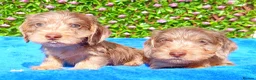 Miniature Dachshund dogs for sale: QUALITY MINI WIRES KC REG HEALTH TESTED PARENTS - Advert 3