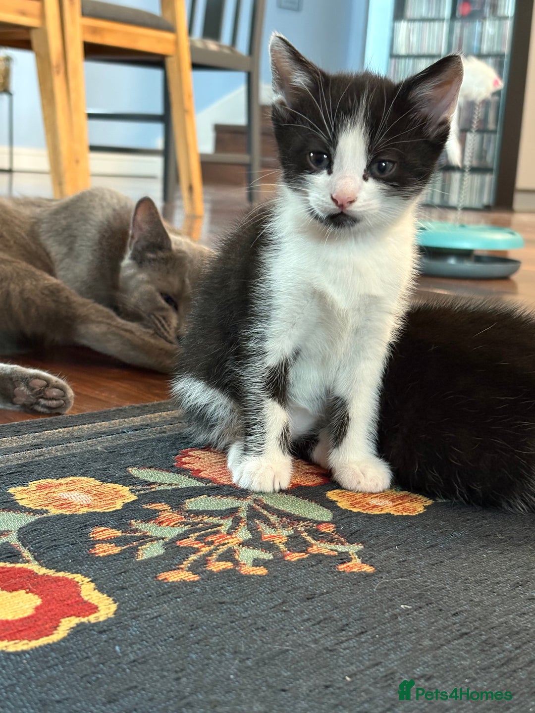 British Shorthair cats for sale: Forever home required  - Image 1