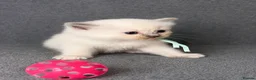 Ragdoll cats for sale: Beautiful Blue Point and Mink ragdoll kittens  in Horley - Advert 13