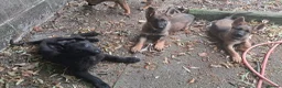 German Shepherd dogs for sale: Flat backed, German Shepherd puppies, DNA DM clear - Advert 20