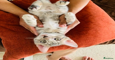 Bengal cats - Advert 1