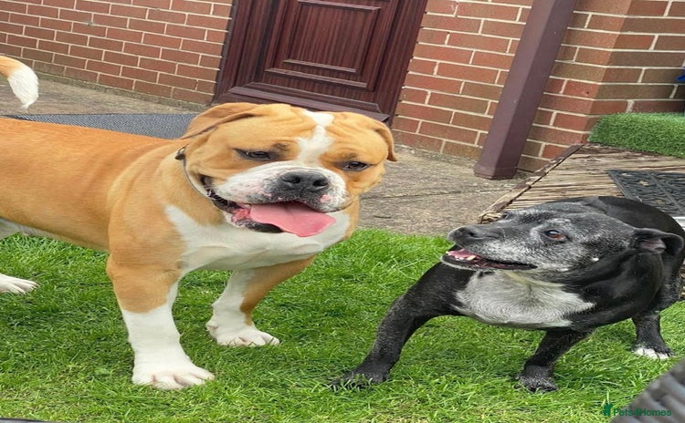 English Bulldog dogs - Advert 1