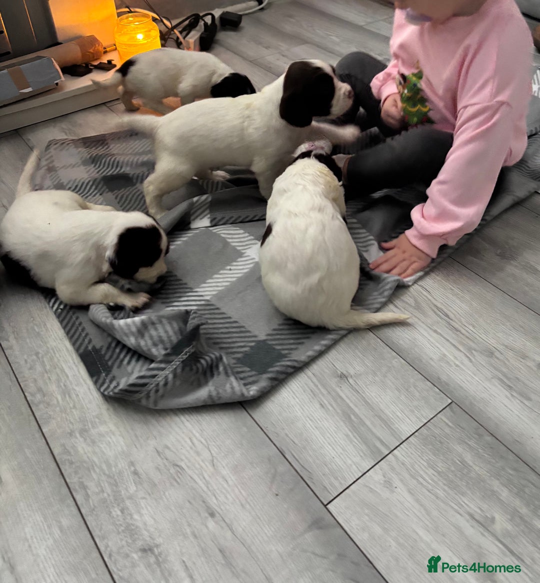 English Springer Spaniel dogs for sale: English Springer Spaniel Puppies  - Advert 20