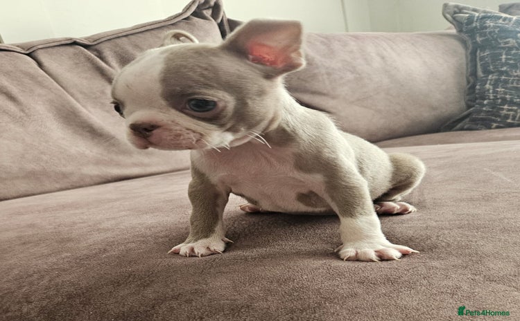 Boston Terrier dogs - Advert 1