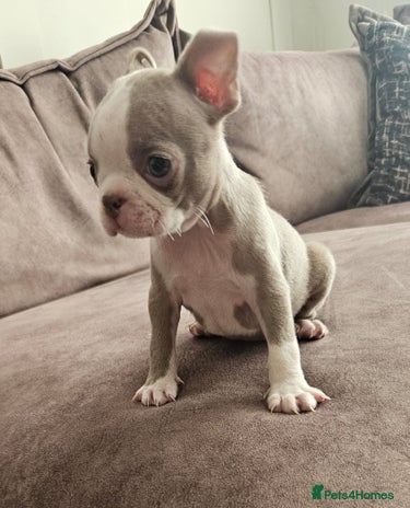 Boston Terrier dogs - Advert 2