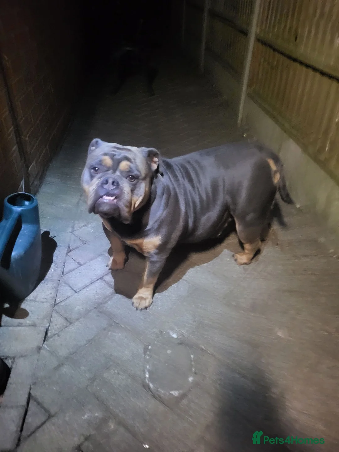 Olde English Bulldogge dogs for sale: Olde English Bulldogge male and female in Lincoln - Advert 2