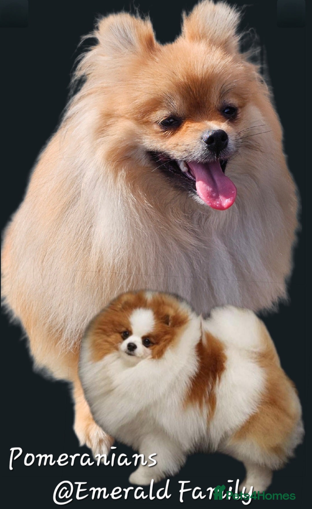 Pomeranian dogs for sale: Waaaaw #SUPERB #POMERANIAN's - Image 17