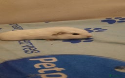 Guinea Pig rodents for sale: Skinnys Werewolfs & Lakelands Available Ready Now - Image 10