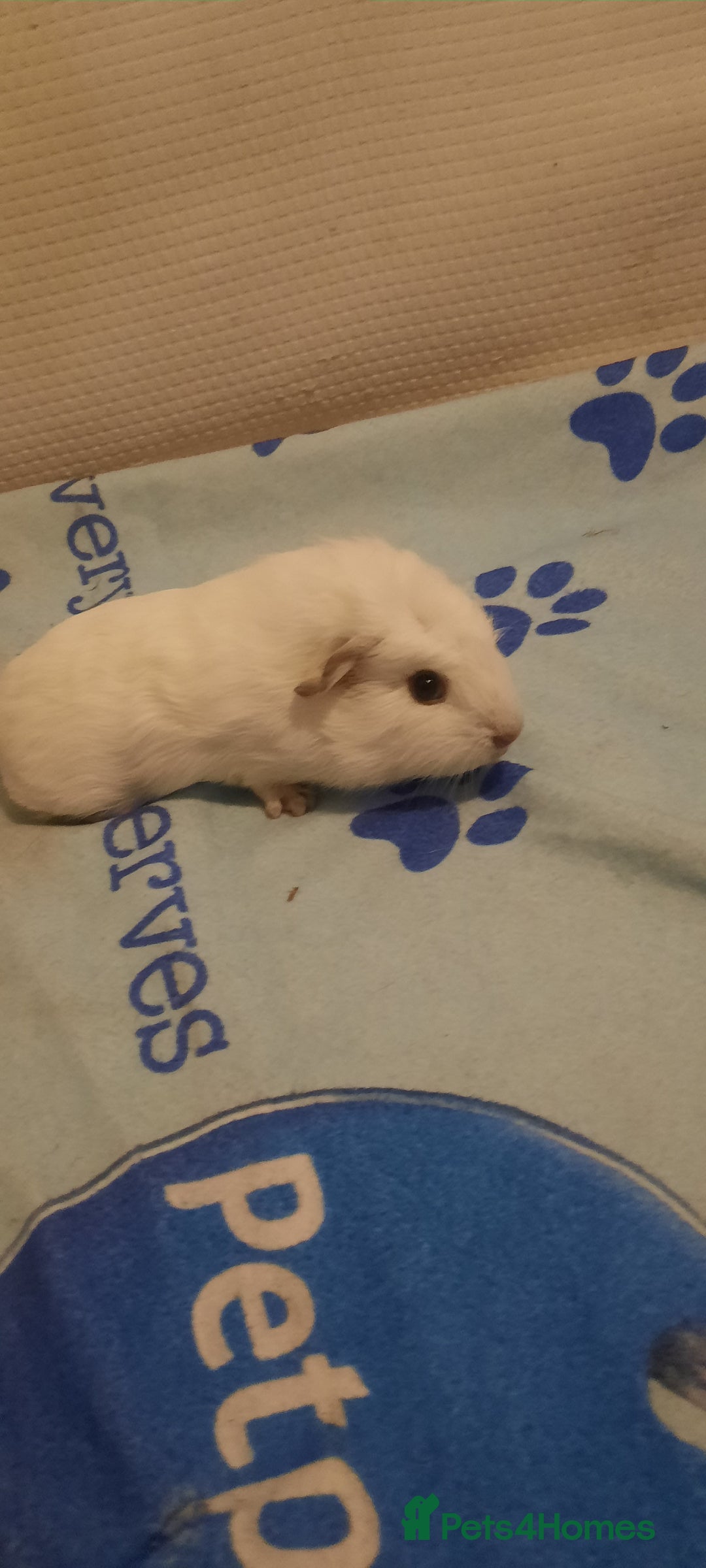 Guinea Pig rodents for sale: Skinnys Werewolfs & Lakelands Available Ready Now - Image 10