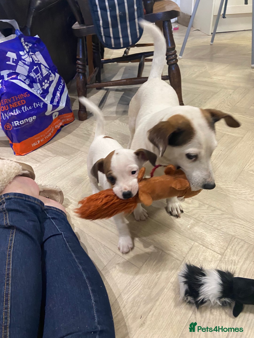 Jack Russell dogs for sale: Two girl puppies available  - Image 14