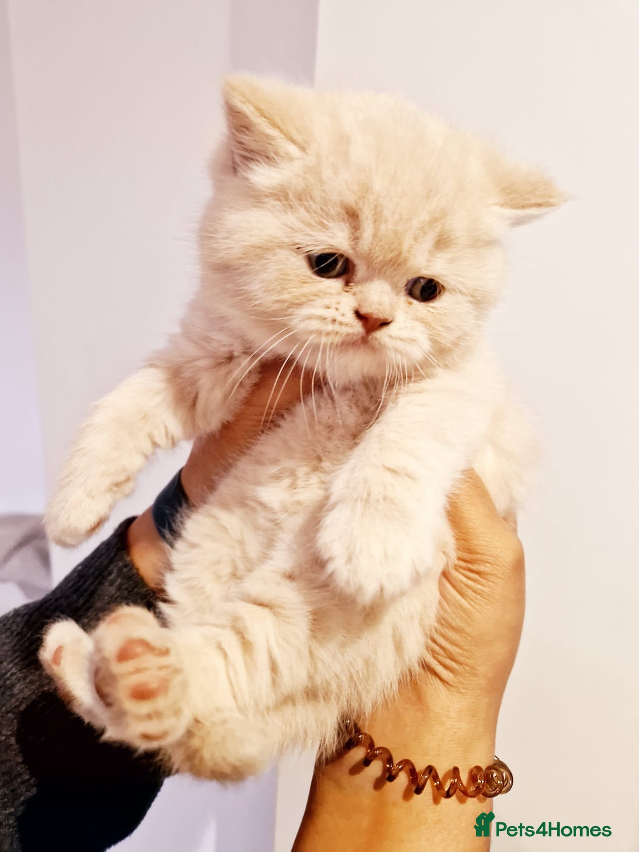 Cream Chinchilla Persian Persian Chinchilla Cat Under Mistletoe