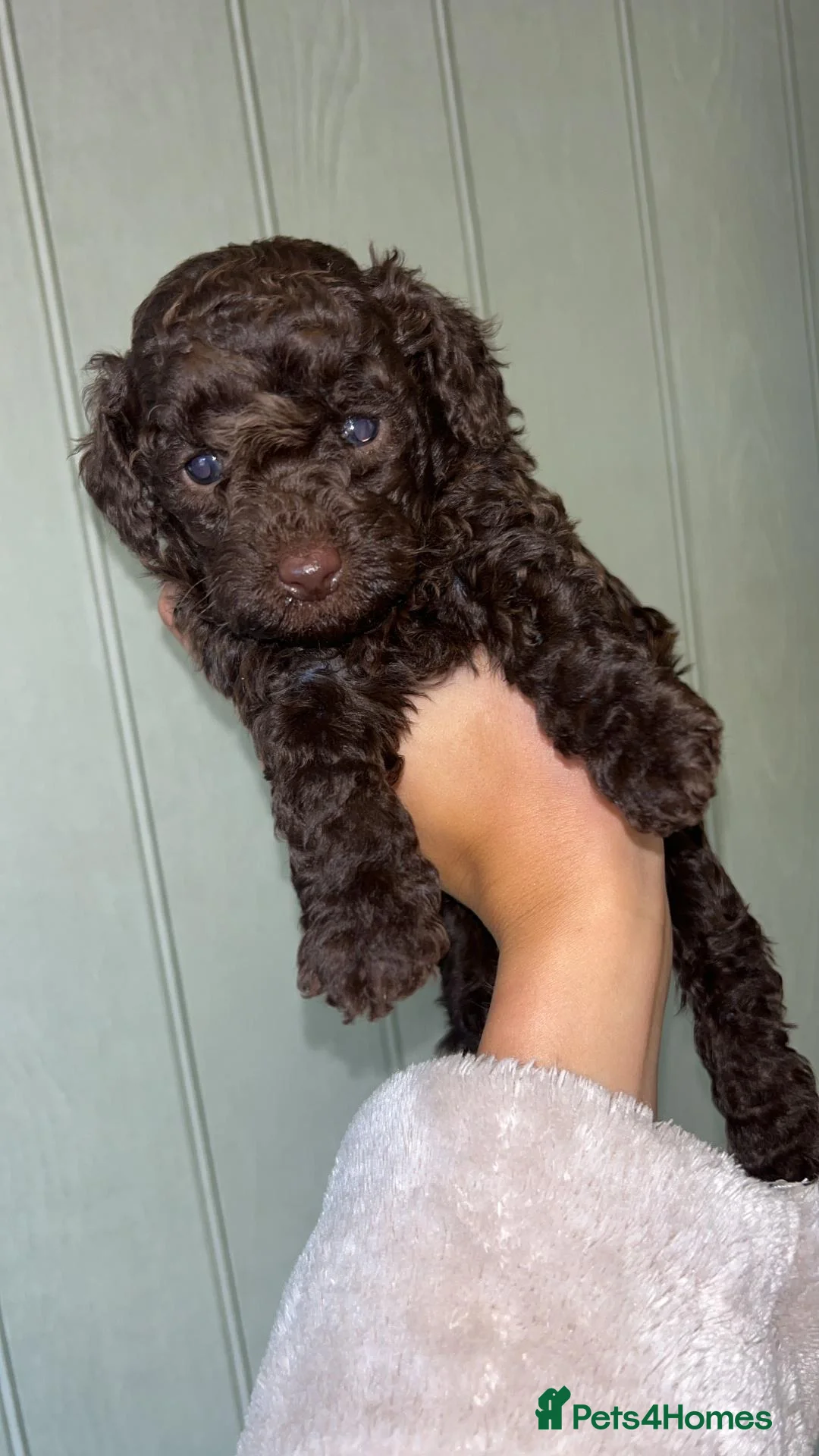 Toy Poodle dogs for sale: Toy poodle puppies looking for forever homes - Advert 16