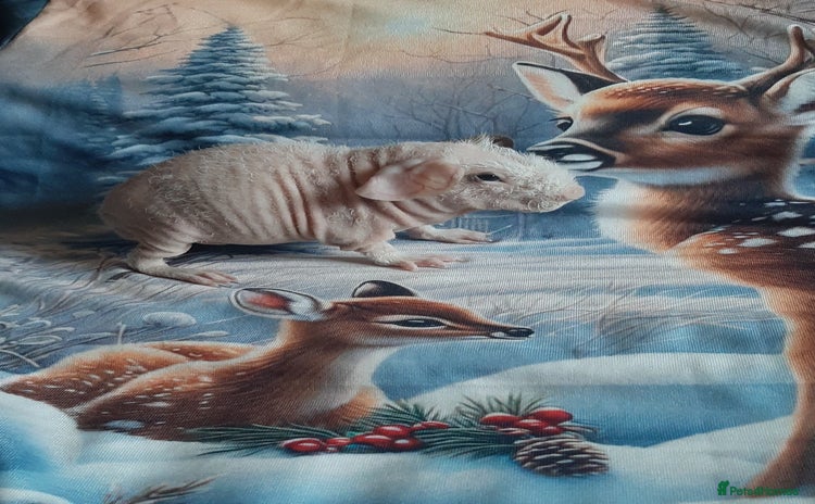 Guinea Pig rodents Skinny pigs + werewolfs .Various ages + prices. - Advert 1