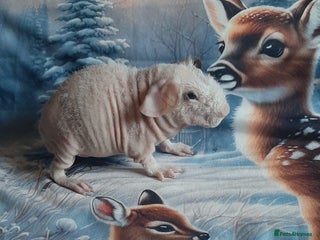 Guinea Pig rodents Skinny pigs + werewolfs .Various ages + prices. - Advert 1