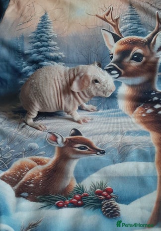 Guinea Pig rodents Skinny pigs + werewolfs .Various ages + prices. - Advert 1