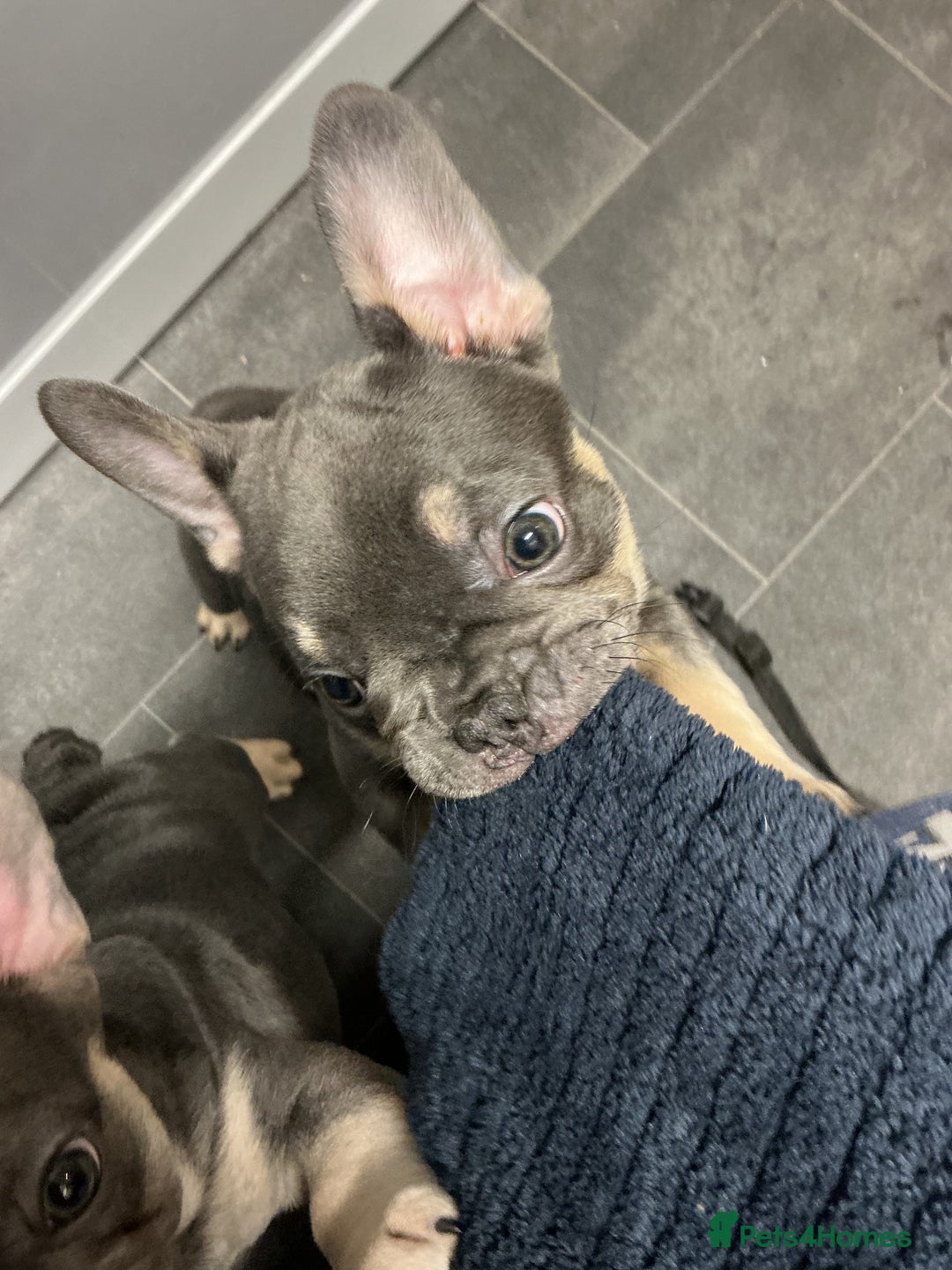 French Bulldog dogs for sale: Adorable Frenchie Puppies - Advert 12