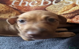 Mixed Breed dogs for sale: Puppies  - Image 19