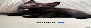 Burke