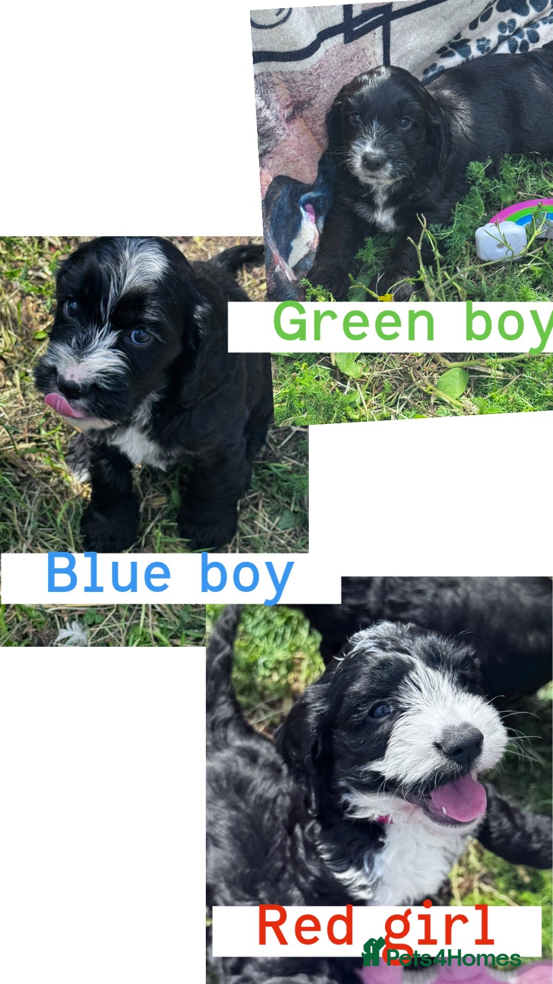Cockapoo dogs Cockapoo puppies ready to go now  - Advert 1
