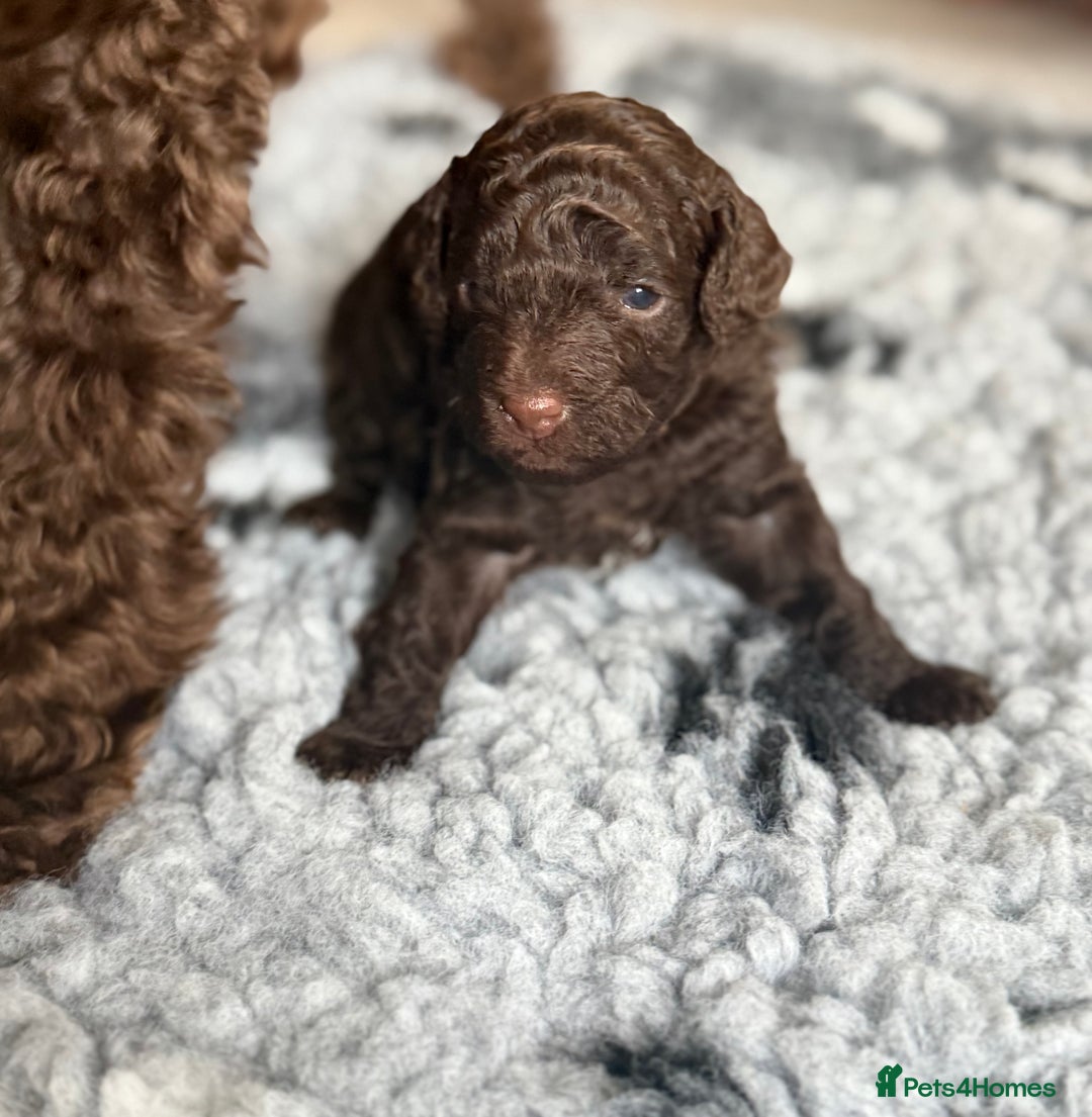 Cockapoo dogs for sale: 🐾 Beautiful F1B Cockapoos –Health Tested Parents  - Image 1