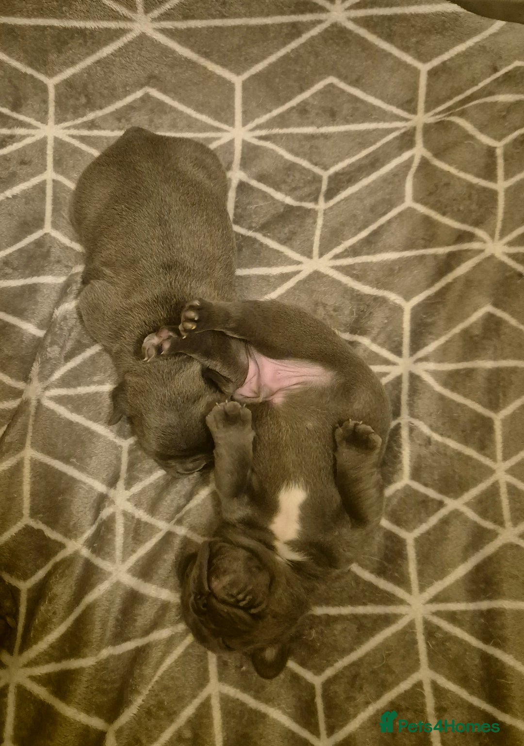 French Bulldog dogs for sale:  REDUCED ! 2 blue french bulldog boys for sale. - Advert 8