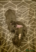 French Bulldog dogs 2 blue french bulldog boys for sale. - Advert 3