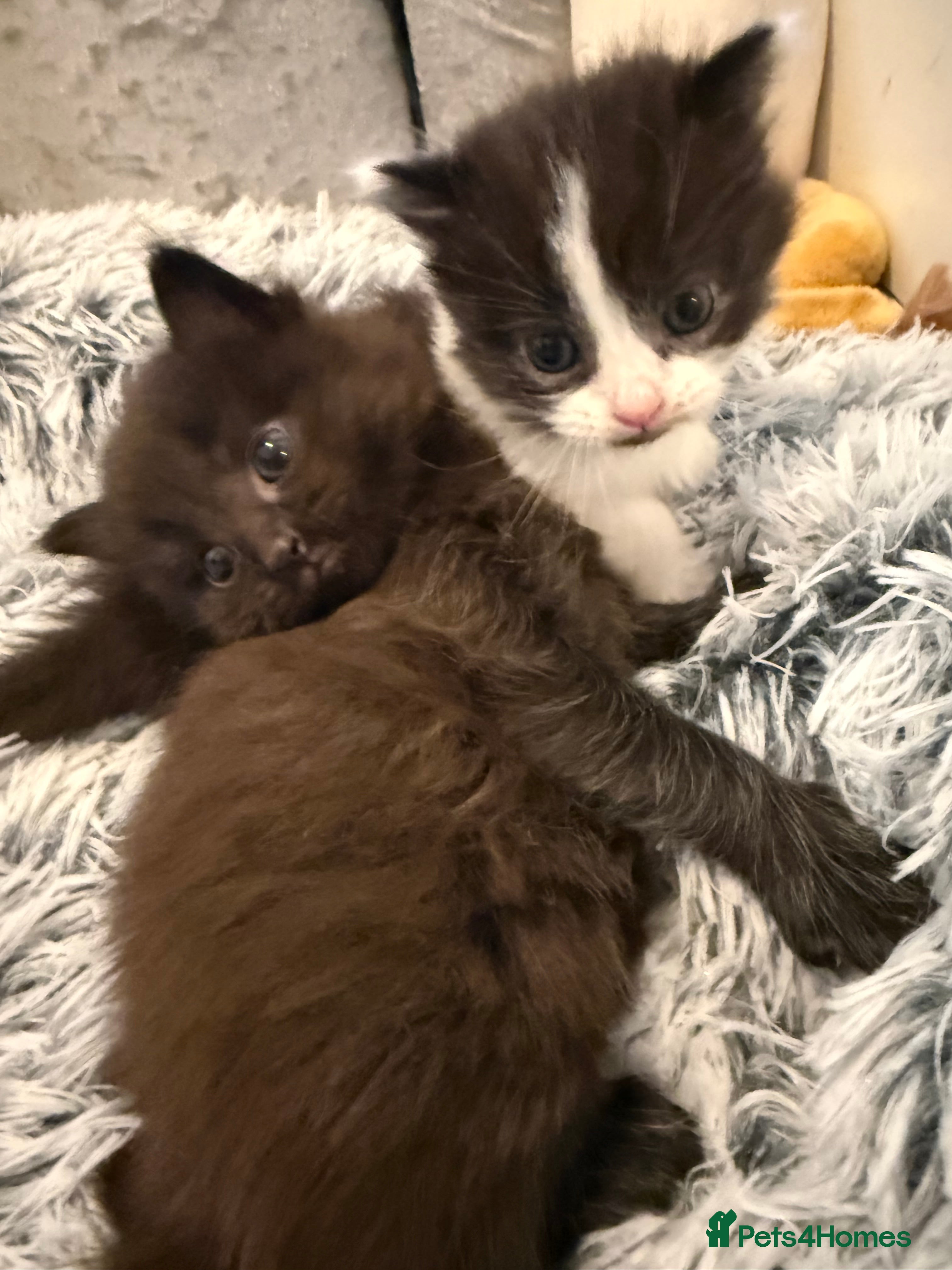 Mixed Breed cats Mixed kittens available  - Advert 1