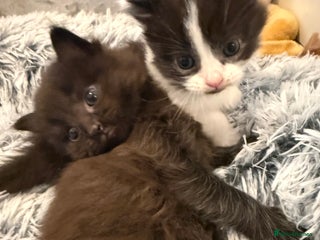 Mixed Breed cats Mixed kittens available - Advert 12