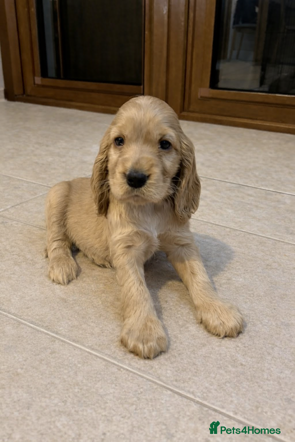 Cocker Spaniel dogs Beautiful Golden Show Cocker Spaniel Puppies.  - Advert 6